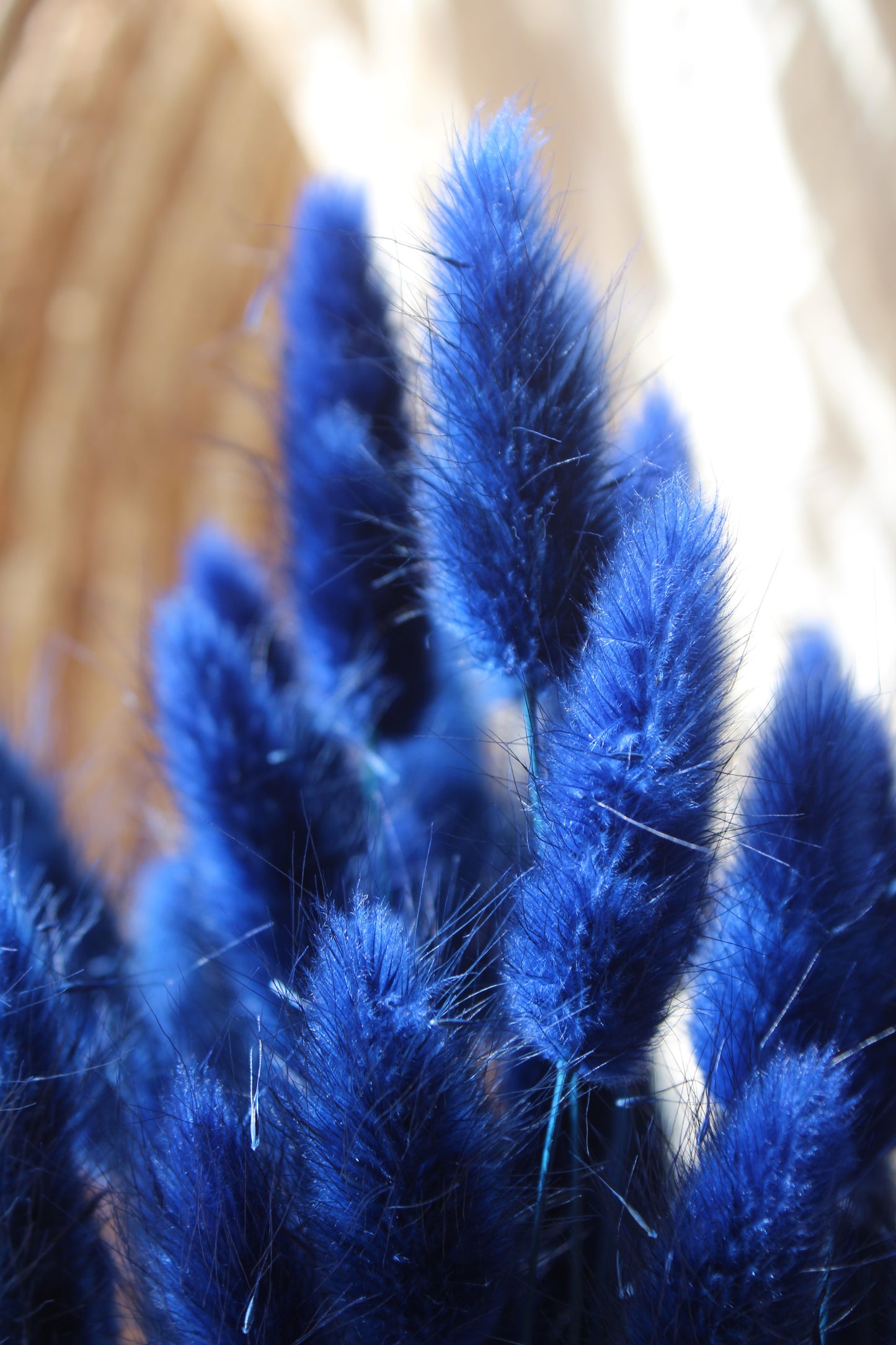 Lagurus