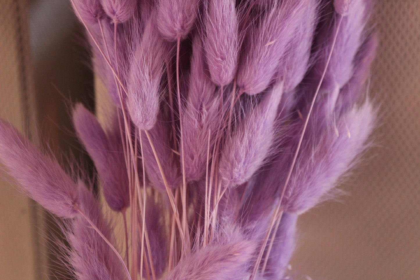 Lagurus