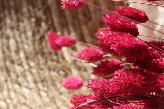 Phalaris