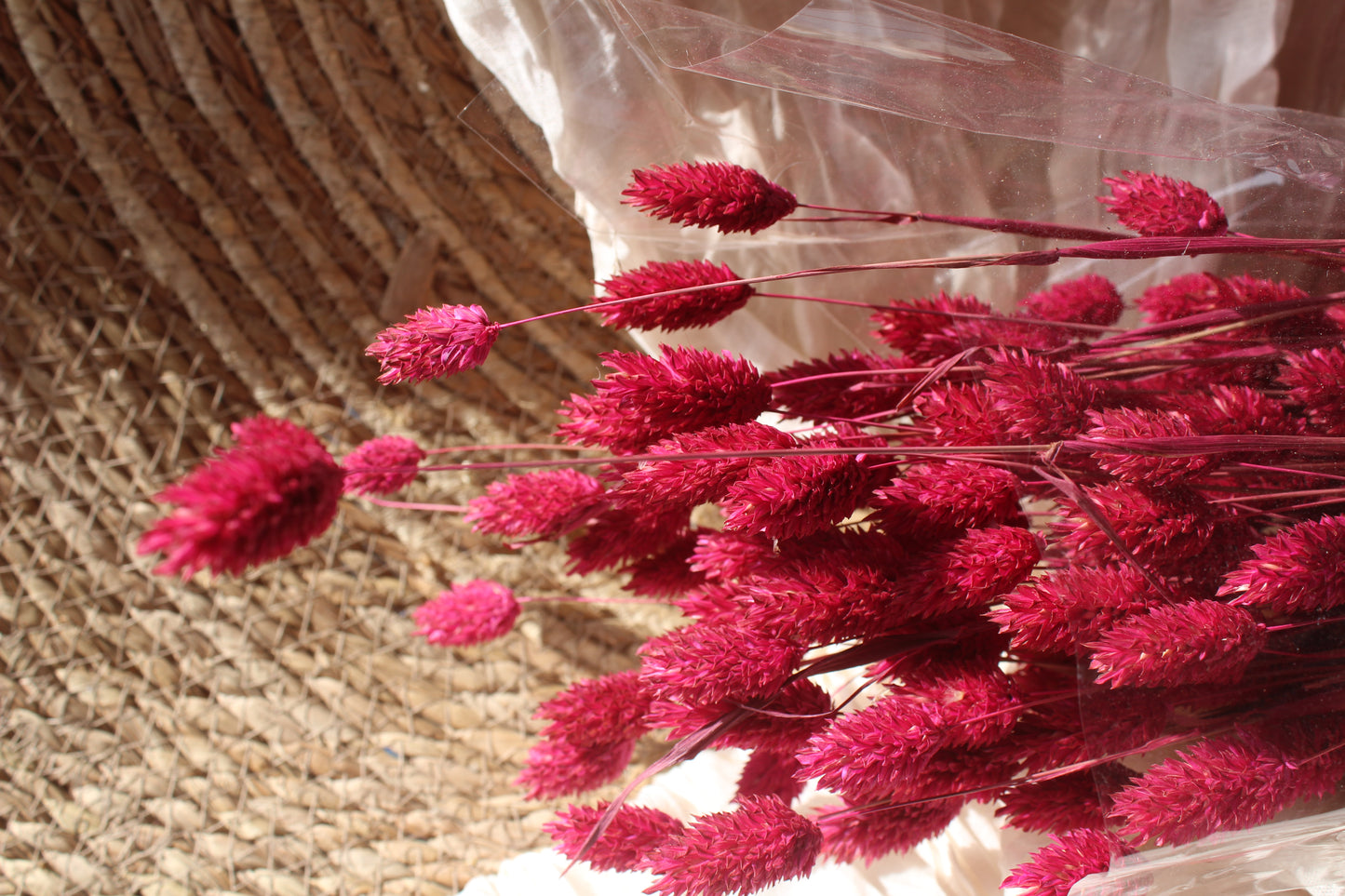Phalaris
