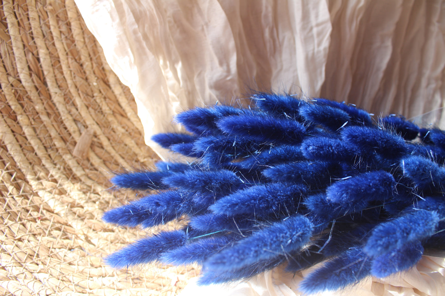 Lagurus