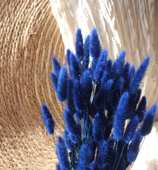 Lagurus