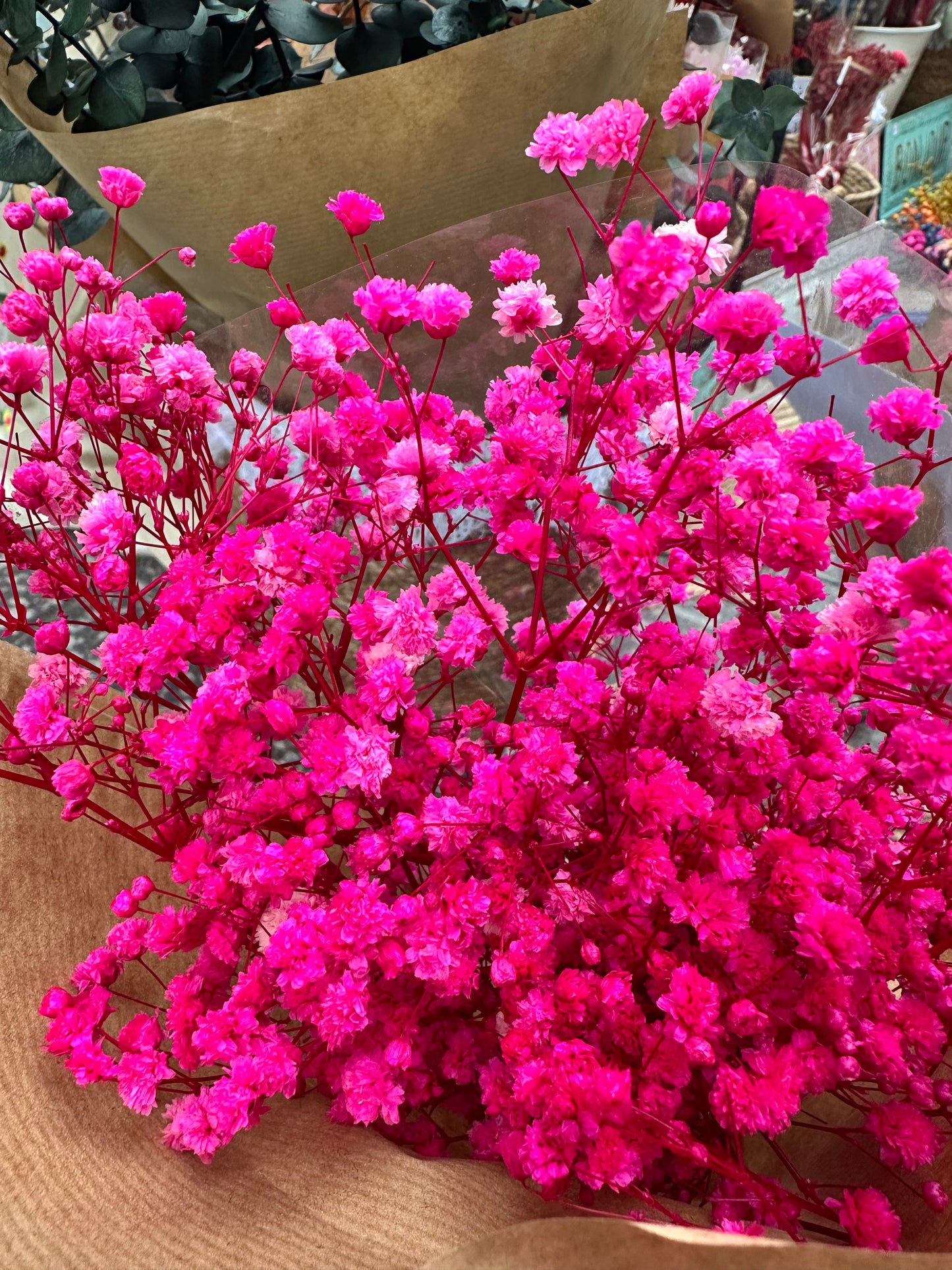 Paniculata Preservada