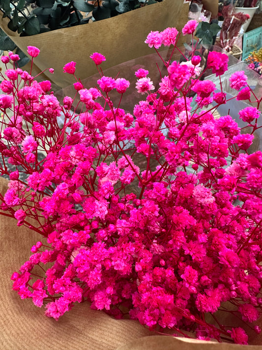 Paniculata Preservada